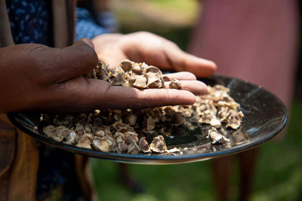 A woman pictured selecting fine seeds at an AIL Community Seed Bank Networking Meeting held in Harare recently