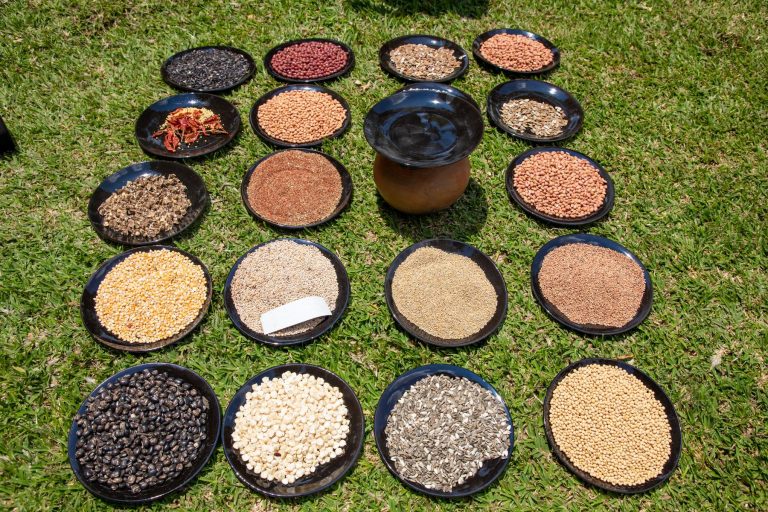 Various Seed Varieties Exhibited at a recent community seed bank networking meeting held in Mt Pleasant Harare